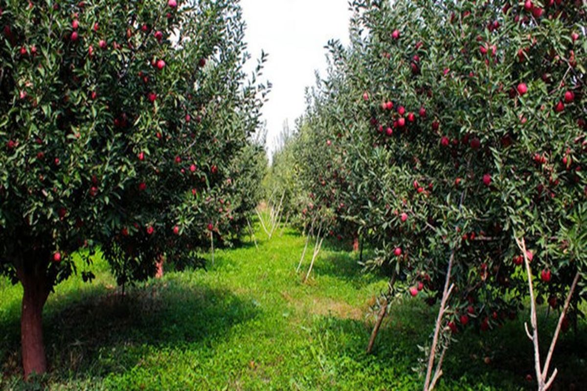 تنش آبی باغات