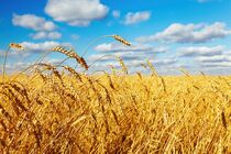 امکان تفکیک کیفیت گندم درشرایط خرید تضمینی وجود ندارد
