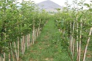 عملیات اجرایی طرح کاداستر در سطح ۴۰ هزار هکتار از باغات لرستان