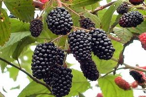 نکا میزبان بزرگ‌ترین جشنواره تمشک جنگلی ایران 