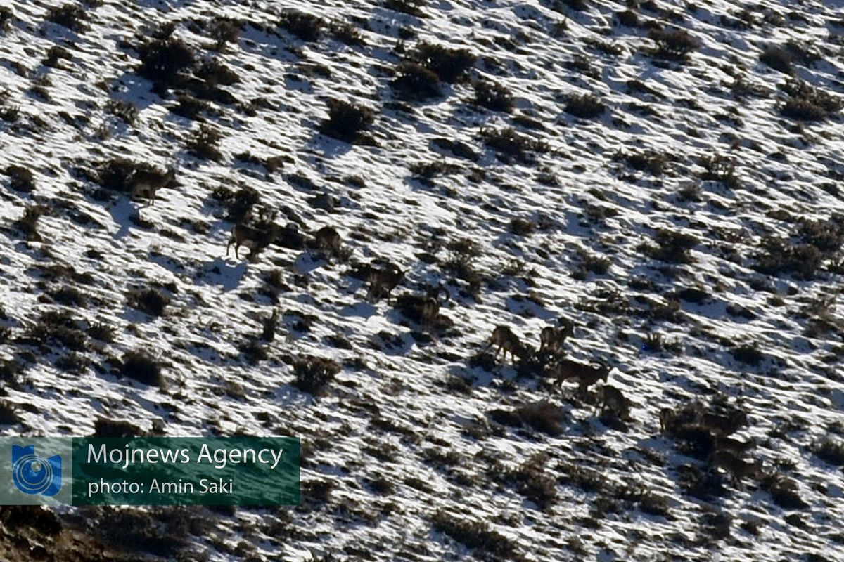 کل و بز لرستان