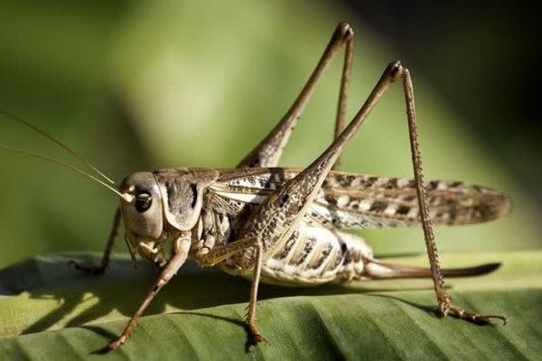 آغاز مبارزه با آفت ملخ مراکشی در فارس 