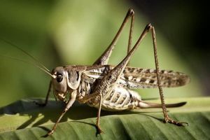 آماده‌باش کامل هرمزگان برای مقابله با هجوم احتمالی ملخ‌های صحرایی