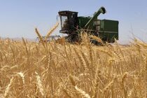 اجرای طرح کشاورزی قراردادی در شهرستان بیضا