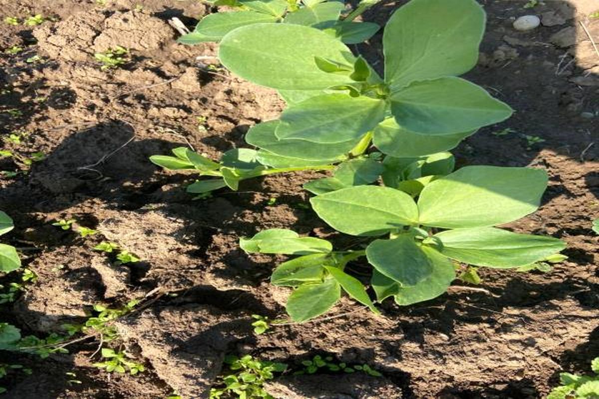 جهاد کشاورزی مازندران