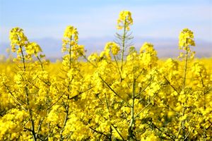 خریداری بیش از ۱۰ هزار تن کلزا توسط مراکز تعاون روستایی دزفول