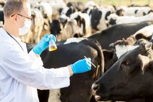 کشف و ضبط انبار داروهای دامی تقلبی در البرز