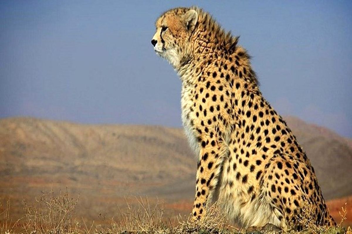 پلنگ ایرانی