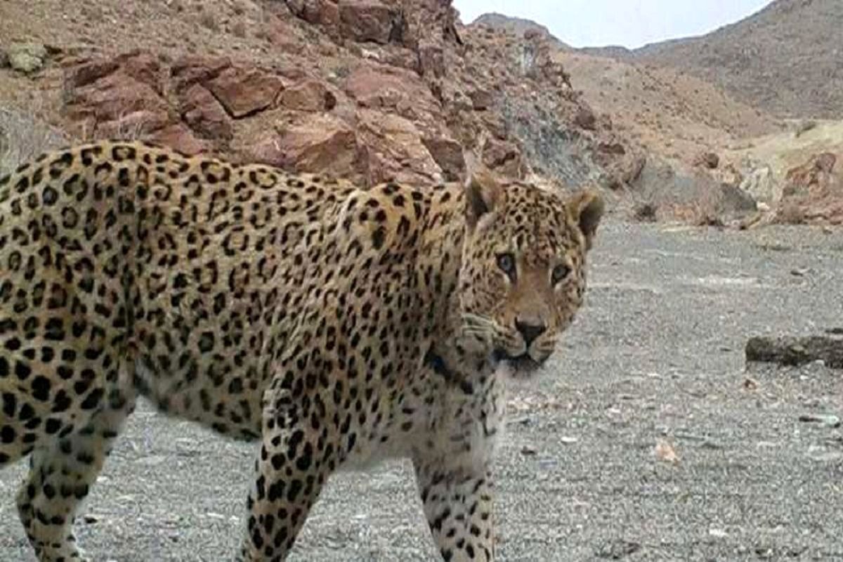 مناطق حفاظت شده