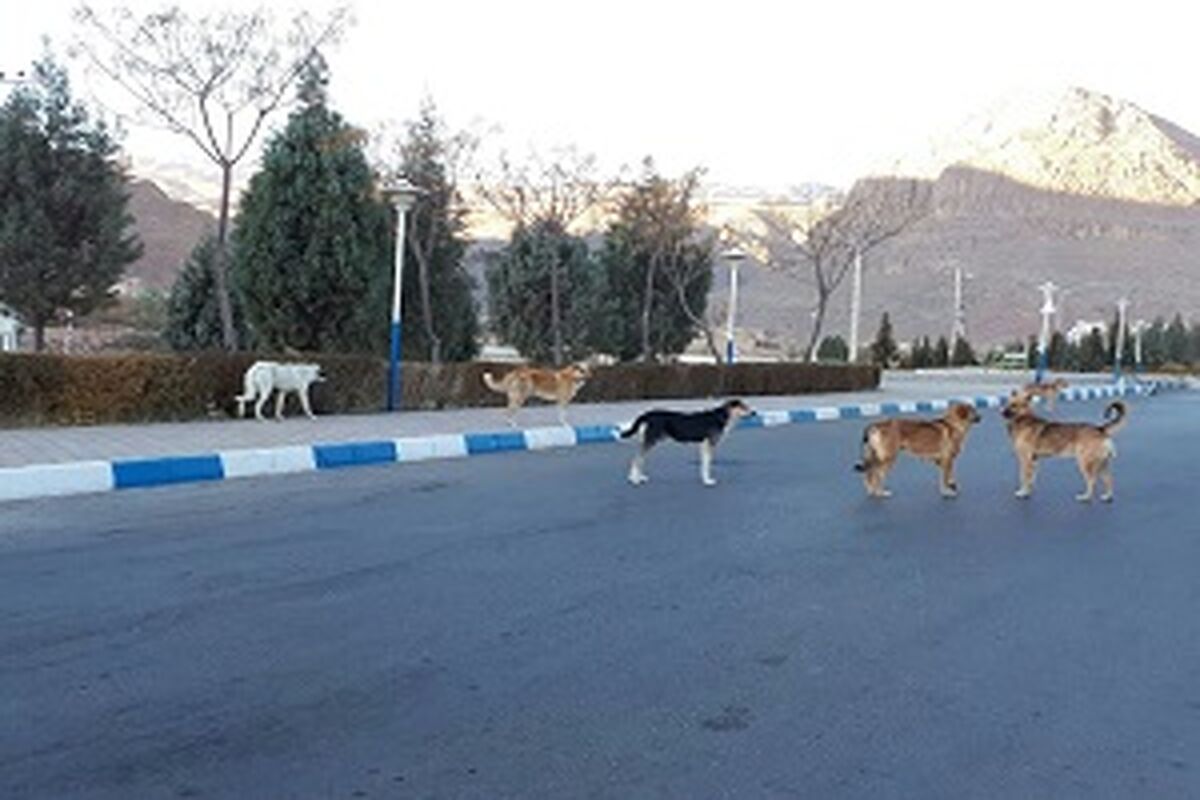 یزد تفت