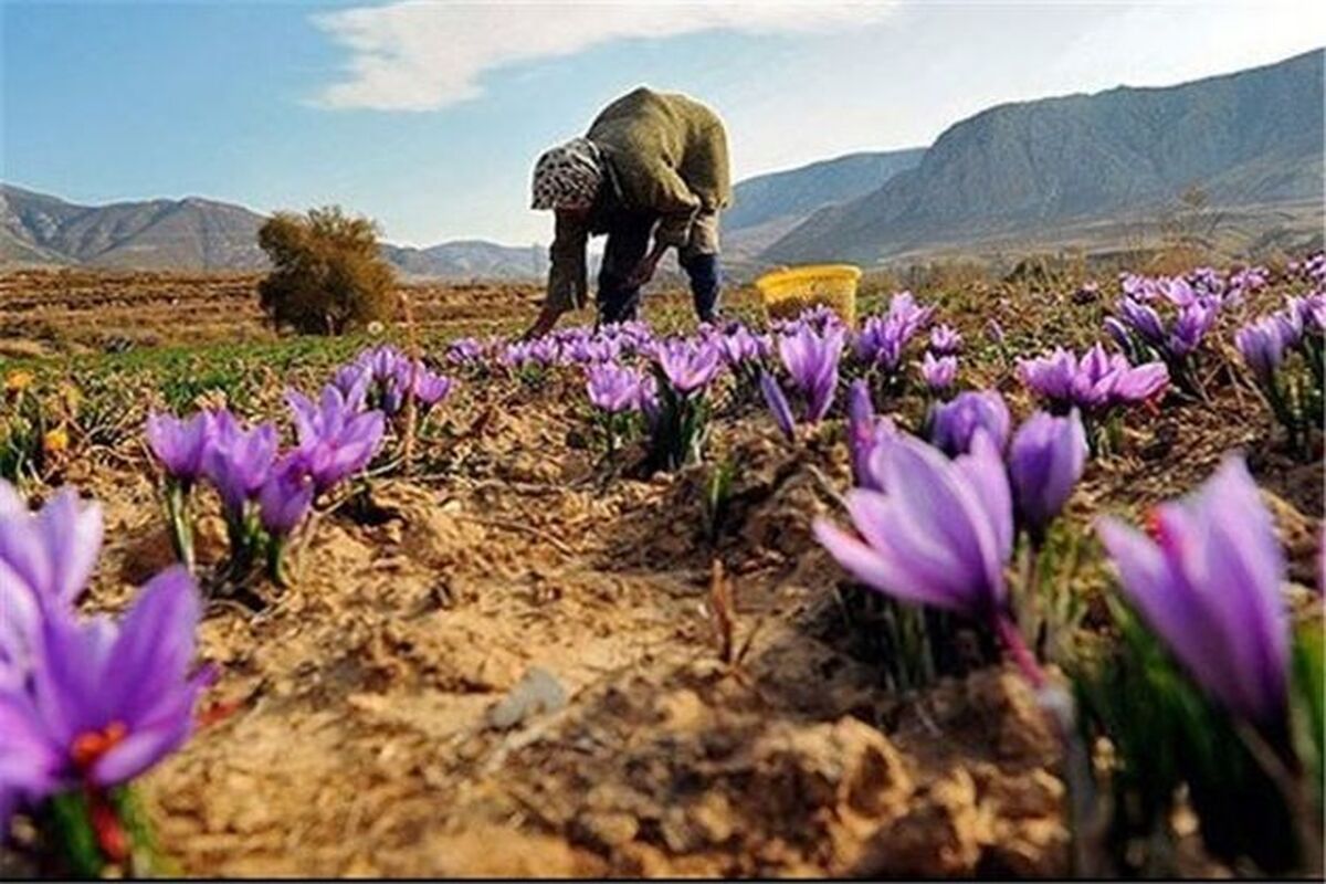 کشت زعفران در کرمانشاه