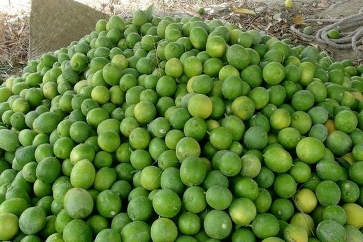 لیمو ترش