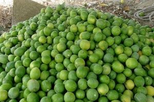 ورود سازمان مرکزی تعاون روستایی به خرید توافقی لیمو از باغداران