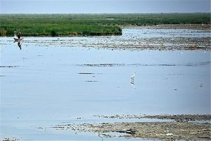 ابلاغ قانون حفاظت، احیا و مدیریت تالاب‌های کشور