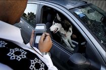 طرح «نورالمبین» در گیلان آغاز شد / برخورد با ترویج مسائل غیر فرهنگی مانند سگ‌گردانی