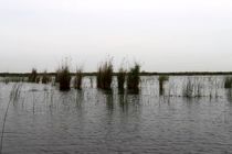 پس از دستور رییس جمهور ایجاد "شهر نی" در تالاب شادگان وارد مرحله اجرایی شد