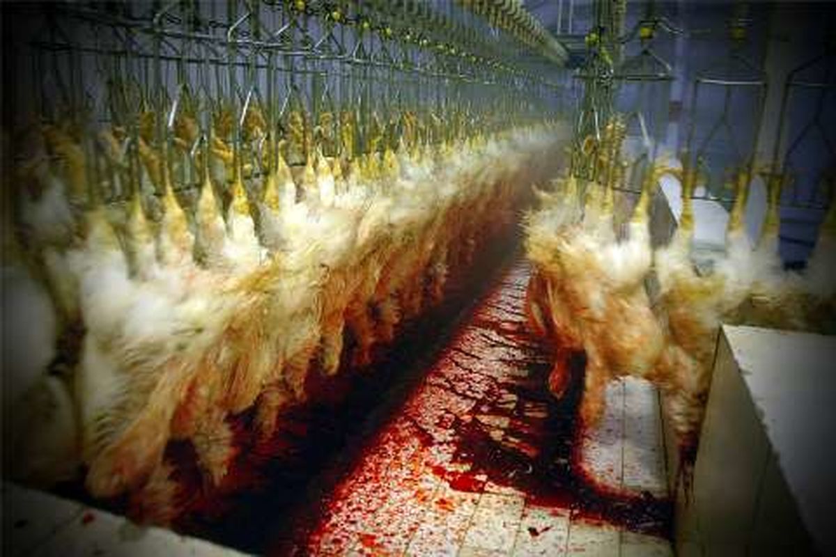 کشتار گاه طیور