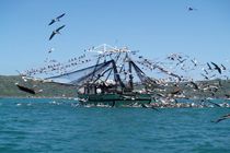 توقیف کشتی صیادی چینی در آب های جاسک