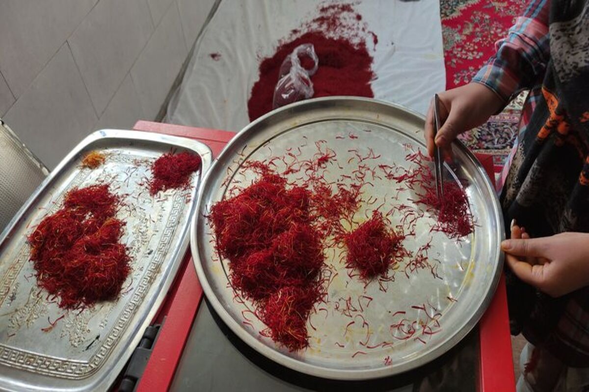 کشت زعفران