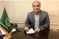  برداشت خوشه های طلایی گندم در ایرانشهر