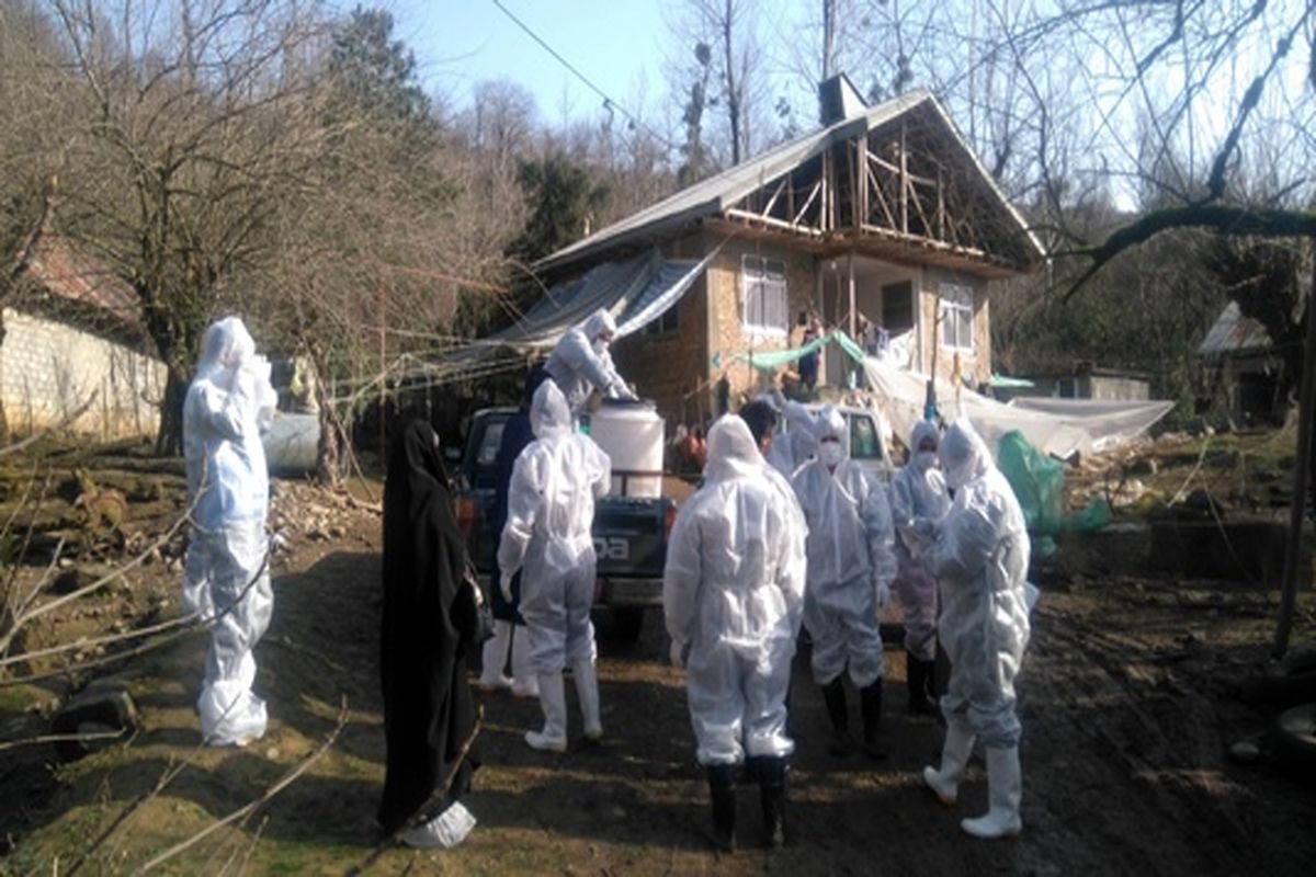 جمع آوری طیور خانگی روستای شولم فومن