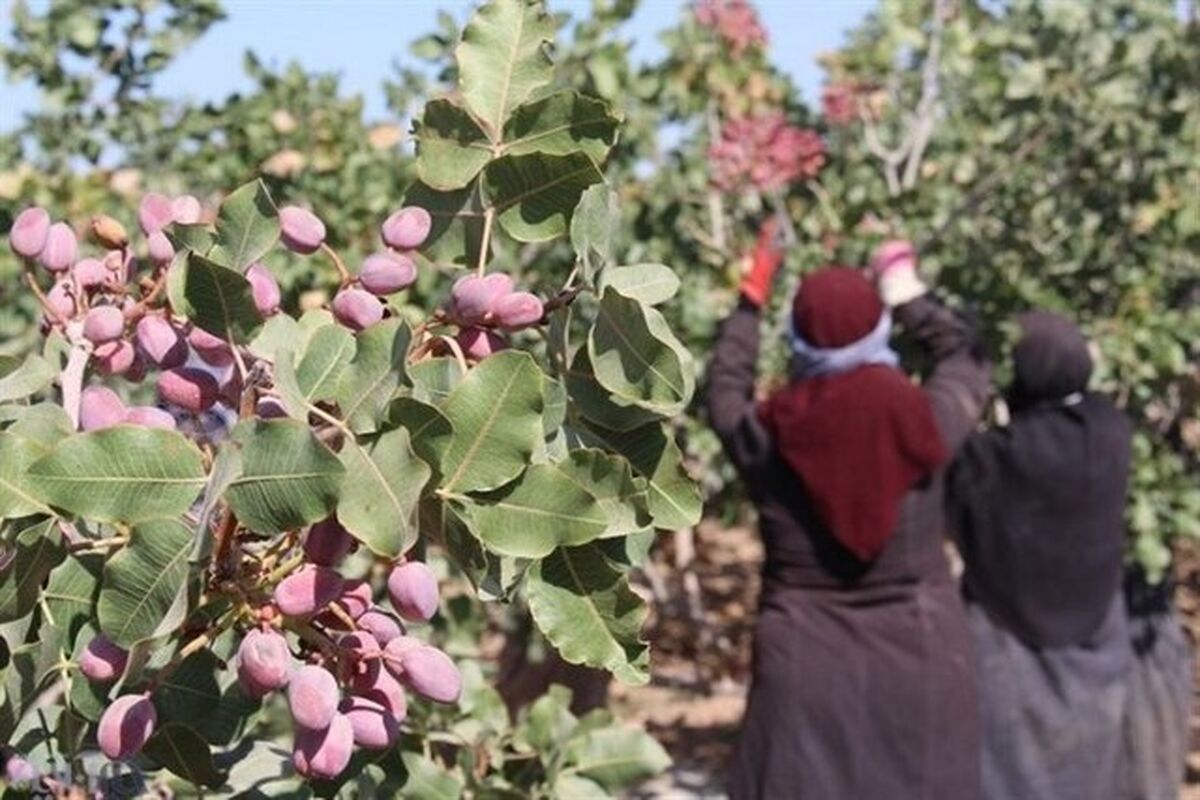 پسته کاران خراسان رضوی