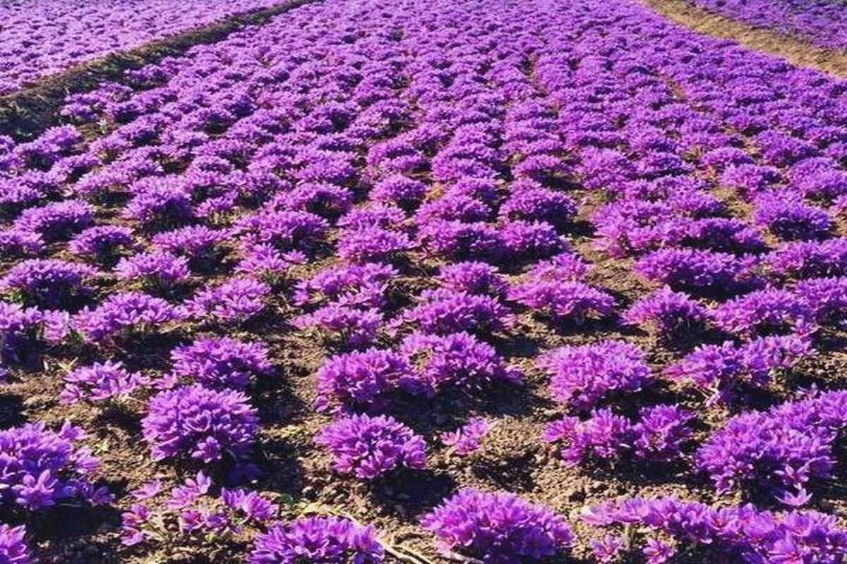 زعفران