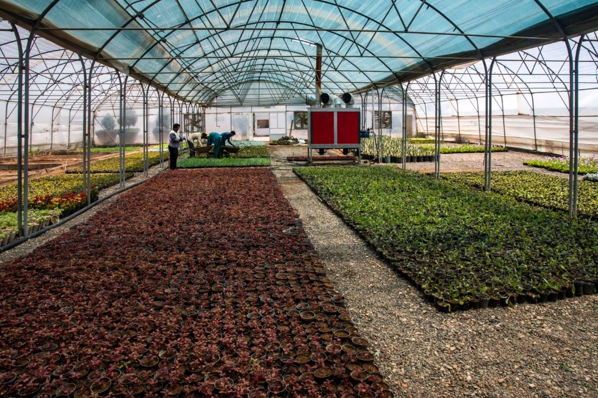 گیاهان دارویی