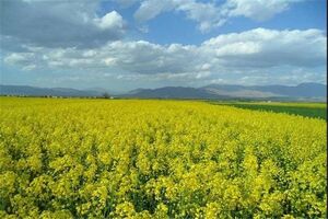 خرید بیش از 8 هزار تن کلزا از کشاورزان کرمانشاهی
