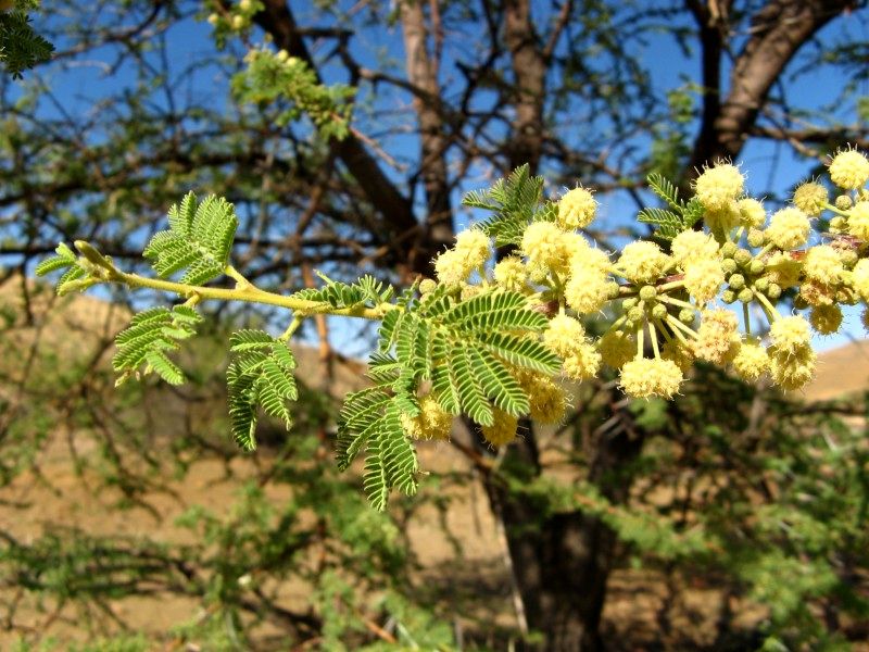گلدهی گونه ی جنگلی تج در میناب