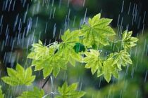 باران همچنان مهمان خوزستان است