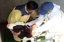 انجام بیش از 117 هزار و 320 نوبت واکسیناسیون دام سبک و سنگین در شهرستان تفرش