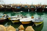 صید میگو در آب های هرمزگان ممنوع شد