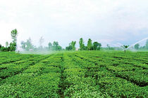 اختصاص اعتبار از صندوق کشورهای اسلامی برای توسعه شبکه آبیاری استان گیلان