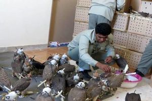 کشف و ضبط محموله بزرگ قاچاق پرنده/دستگیری 4 نفر 