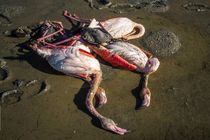 مازندران از لحاظ بروز آنفلوانزای فوق حاد پرندگان پاک است