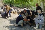واکسیناسیون ۹ هزار رأس دام در مناطق صعب‌العبور لنده انجام شد
