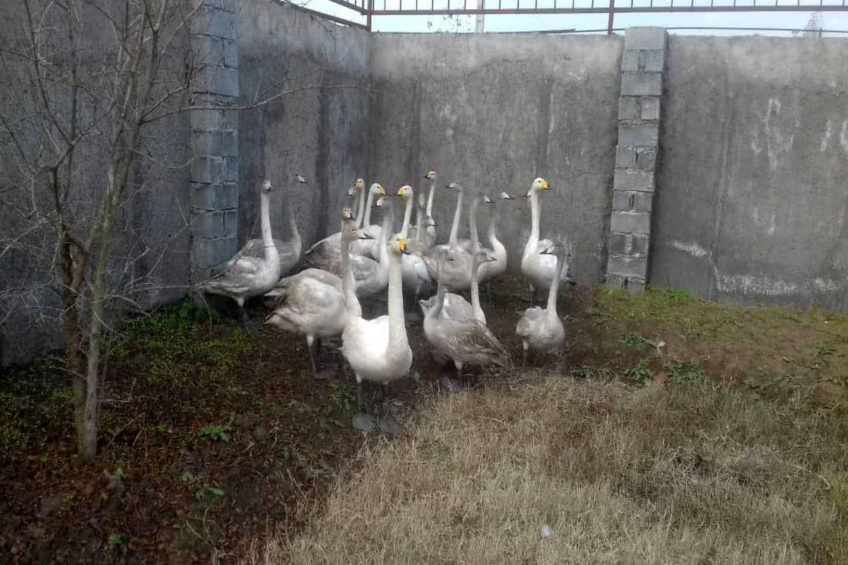 محیط زیست مازندران