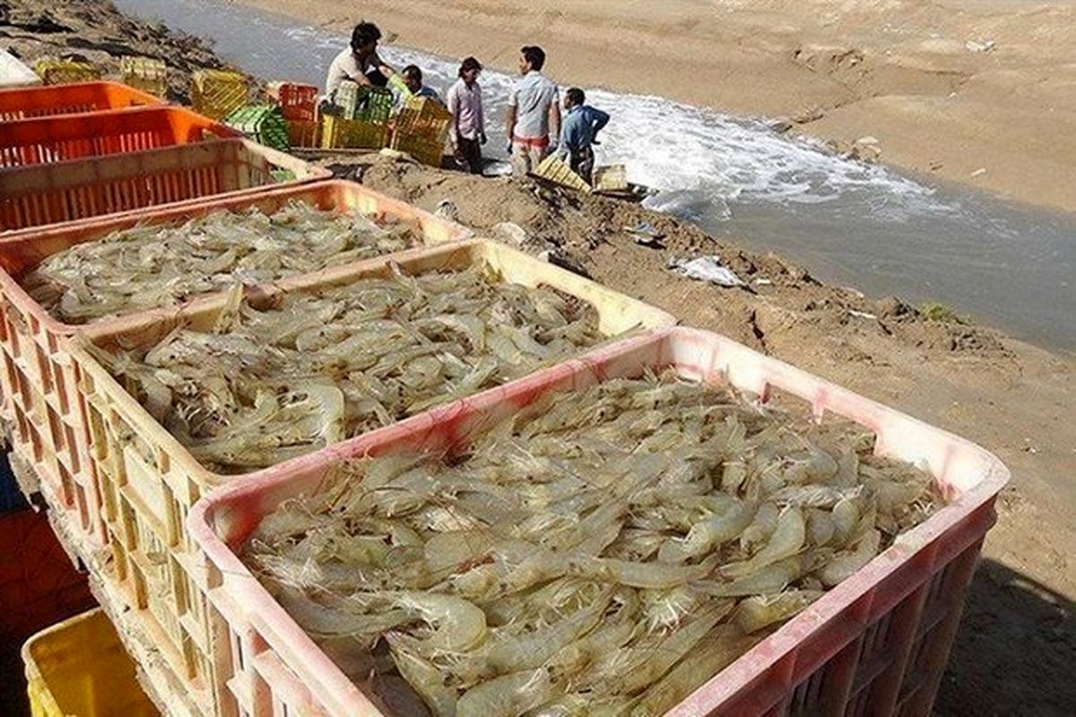 مزارع پرورش میگو