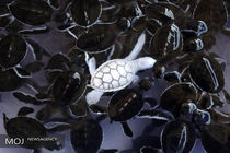 حیواناتی از جنس زال