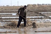 میانگین سن کشاورزان به ۵۴ سال افزایش یافته است