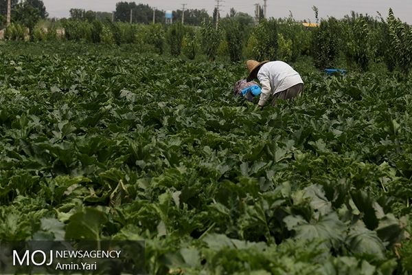 میانگین غلظت نیترات در هندوانه‌های ایران کمتر از ۱۰ میلی‌گرم بر کیلو گرم است