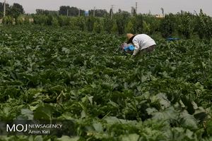 میانگین غلظت نیترات در هندوانه‌های ایران کمتر از ۱۰ میلی‌گرم بر کیلو گرم است