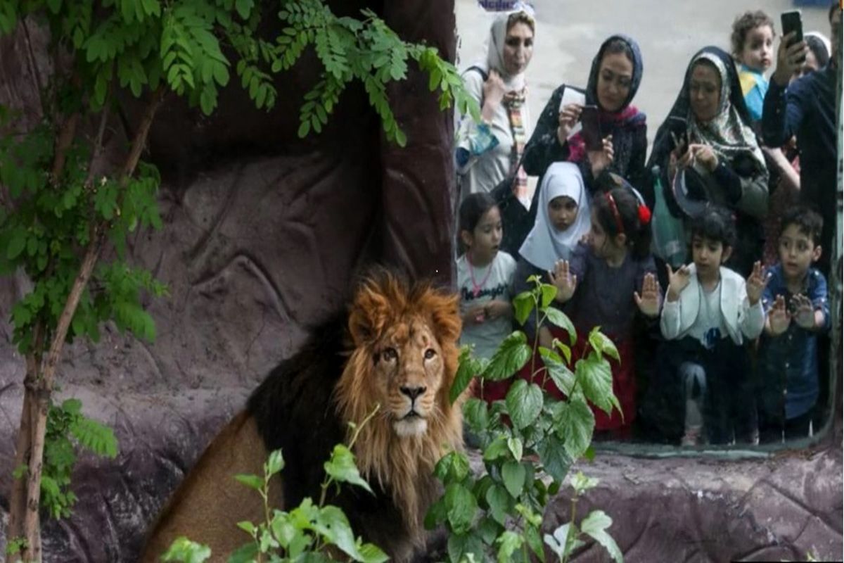شیر ایرانی . هیرمان