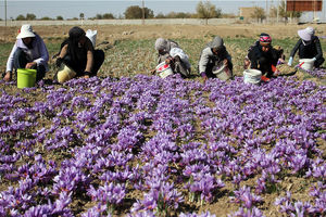 آغاز برداشت زعفران از اراضی تربت جام