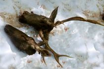 شناسایی شکارچیان ۲ راس مرال