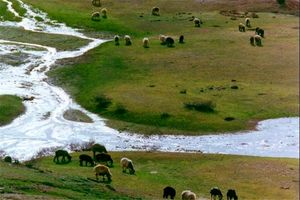 حفاظت از عرصه های منابع ملی با اعمال مدیریت چرا  / تولید گیاهان مرتعی در دست کوچ نشینان