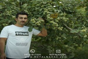 افشای لیست قیمت نهال ۱۴۰۵؛ گرانی بازار را دور بزنید