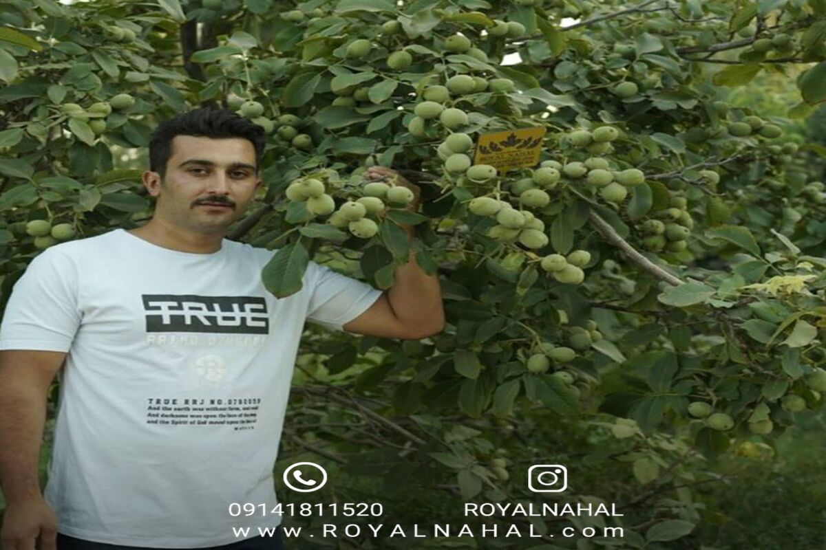 نهال
