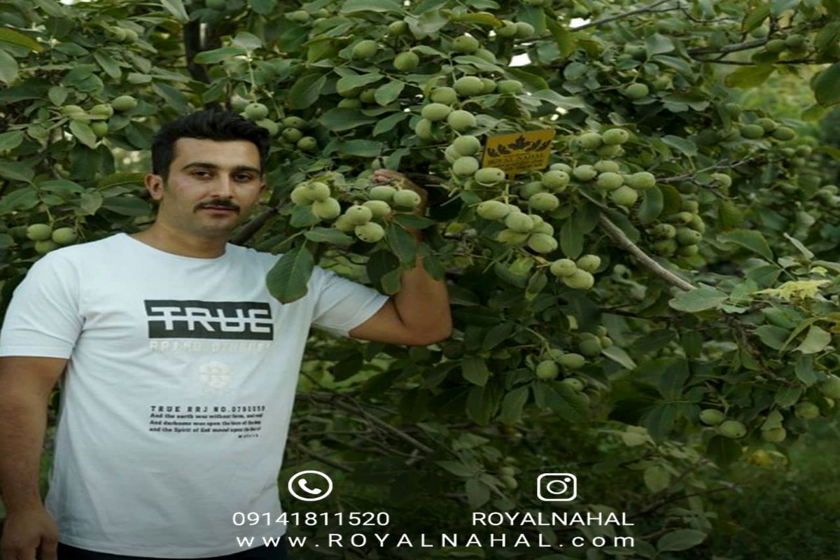 نهال